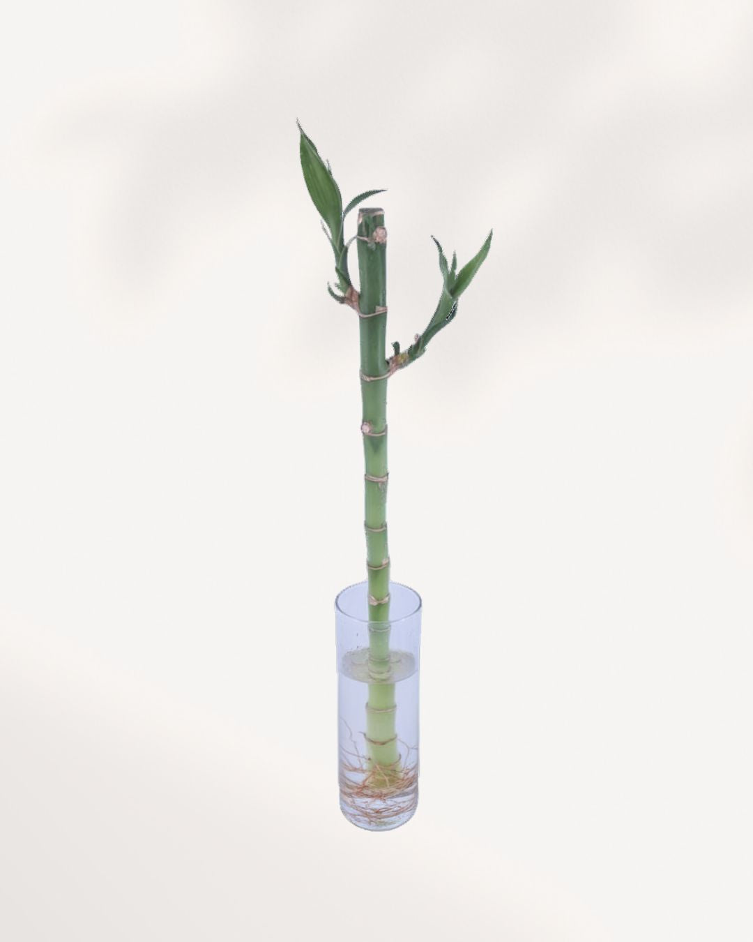 Lucky Bamboo Stem