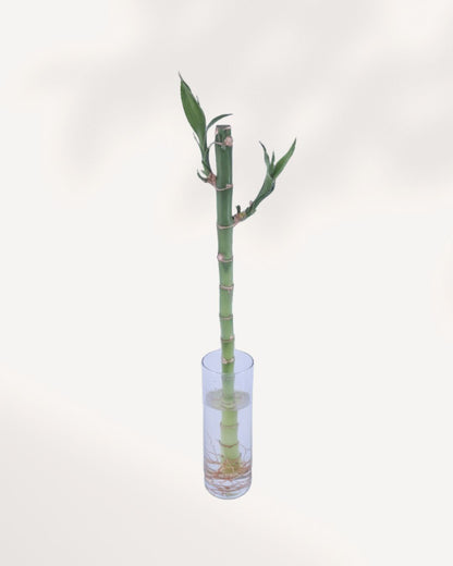 Lucky Bamboo Stem