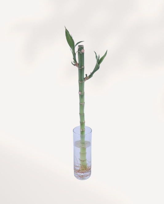 Lucky Bamboo Stem