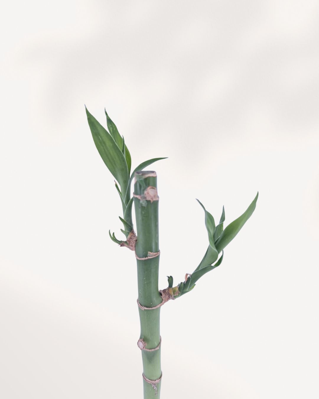 Lucky Bamboo Stem
