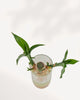 Lucky Bamboo Stem