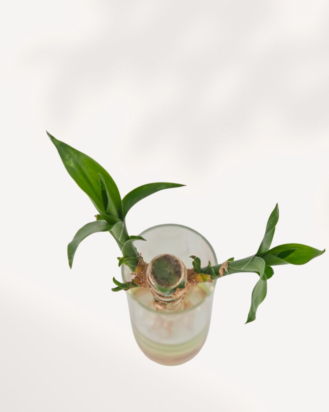 Lucky Bamboo Stem