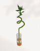 Lucky Bamboo Stem