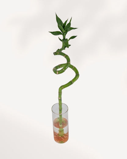 Lucky Bamboo Stem