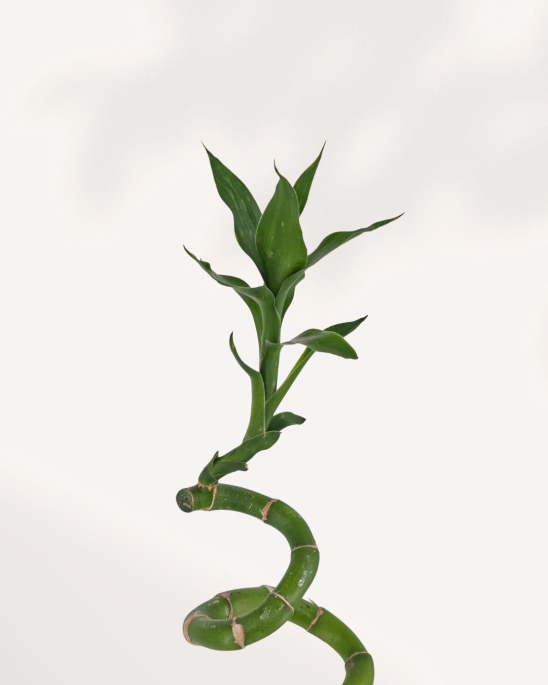 Lucky Bamboo Stem