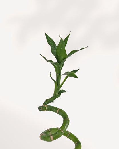 Lucky Bamboo Stem
