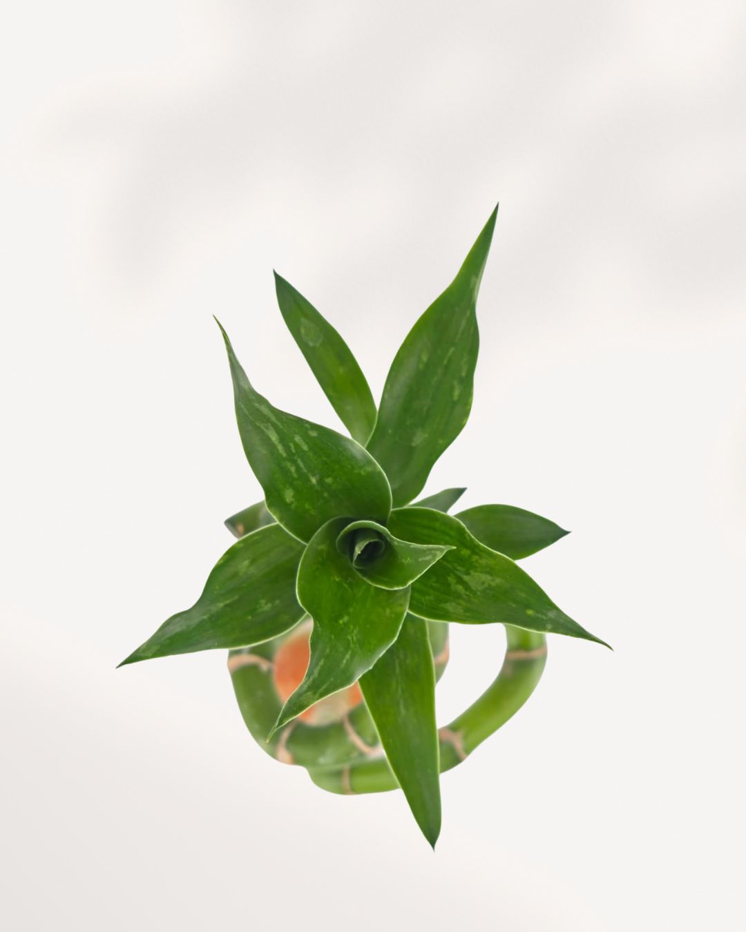 Lucky Bamboo Stem