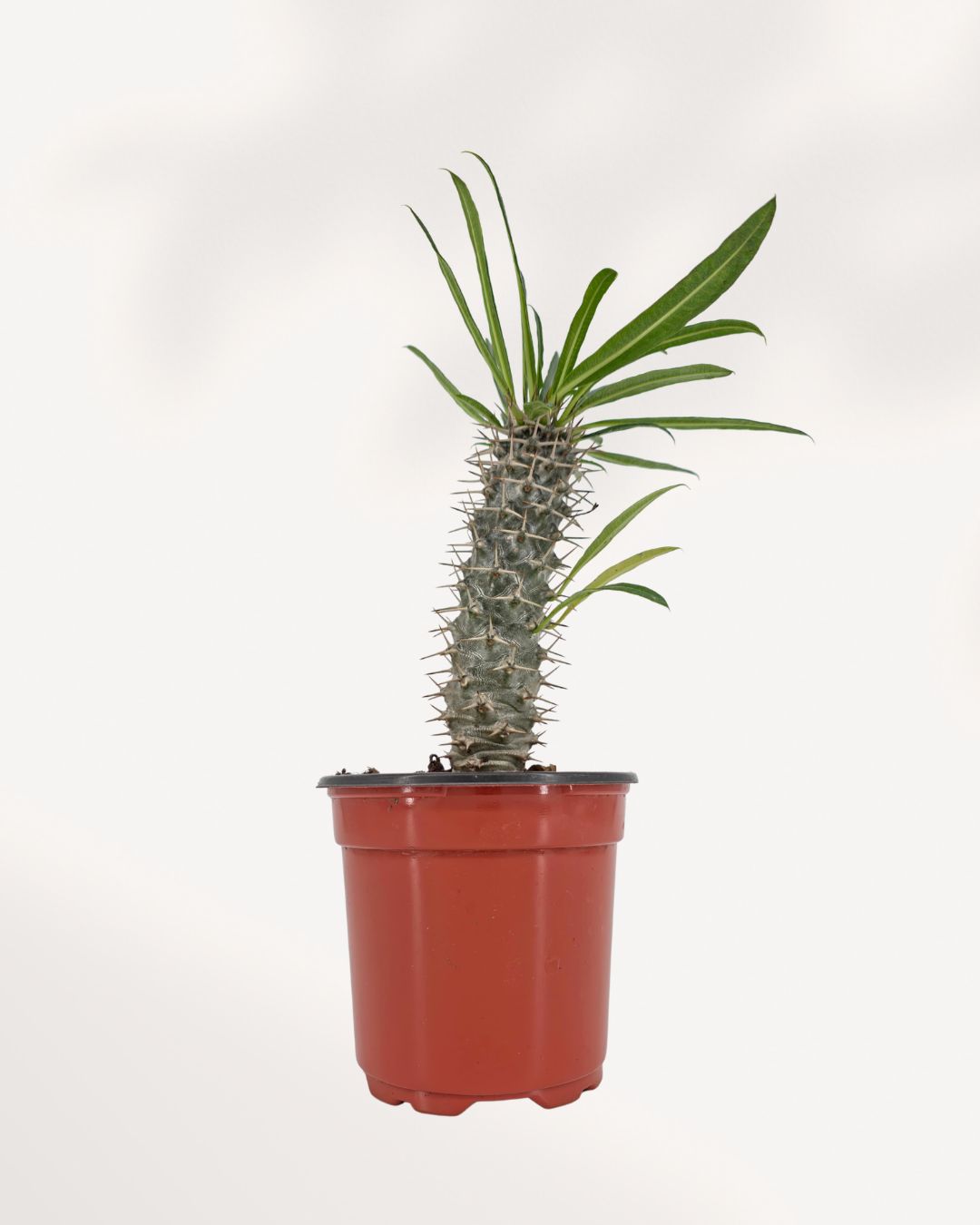 madagascar palm toxic to cats Madagascar Palm Plant for Sale in Richmond Hill GTA, Shop Online or In Store | Mygreenscape