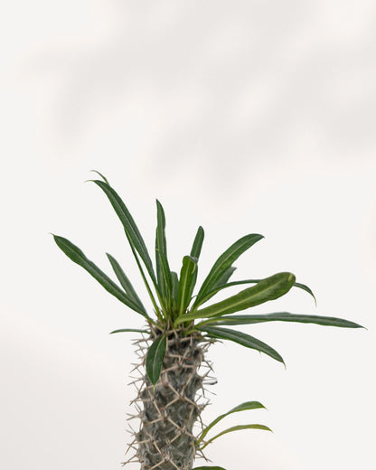 Palmier de Madagascar