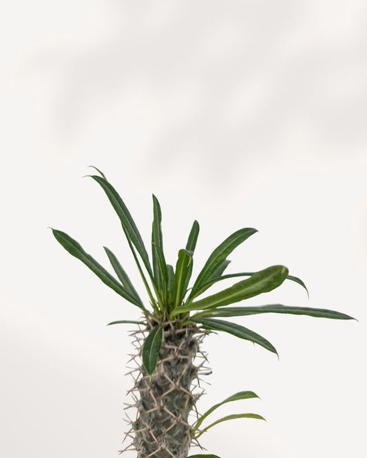 Palmier de Madagascar