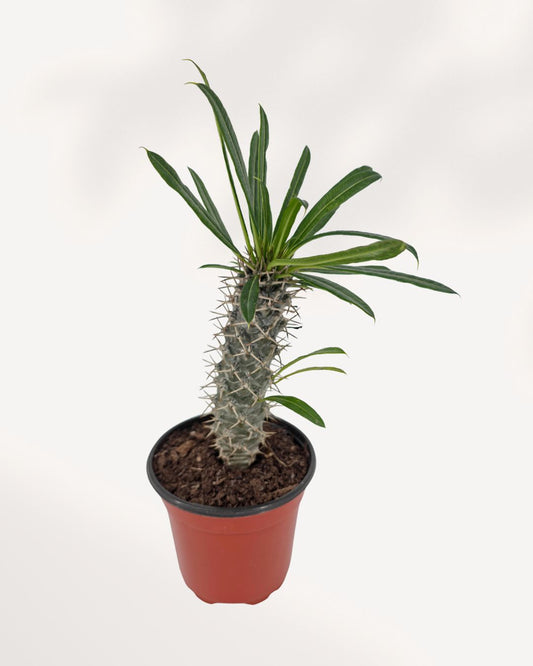 Madagascar Palm