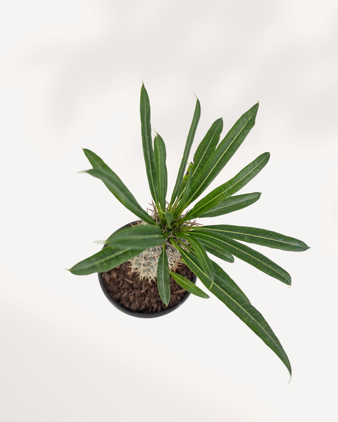 Palmier de Madagascar