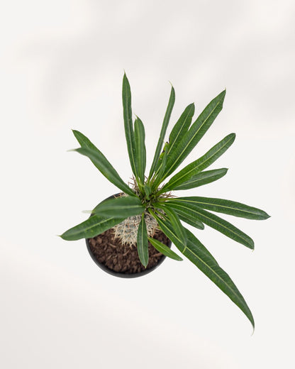 Palmier de Madagascar