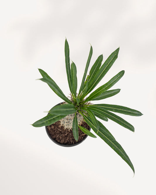 Madagascar Palm