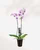 Magnifica Orchid – Double Spike in Ceramic Pot Pink - Washington