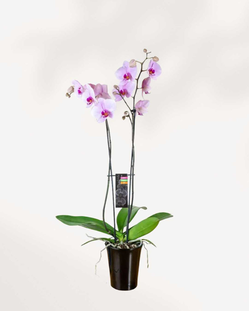 Magnifica Orchid – Double Spike in Ceramic Pot Pink - Washington