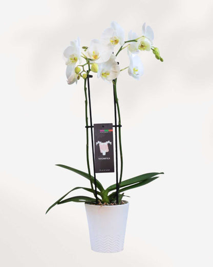 Magnifica White-Nottingham Orchid Double Spike in Ceramic pot