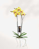 Magnifica Orchid – Double Spike in Ceramic Pot Yellow - Limelight