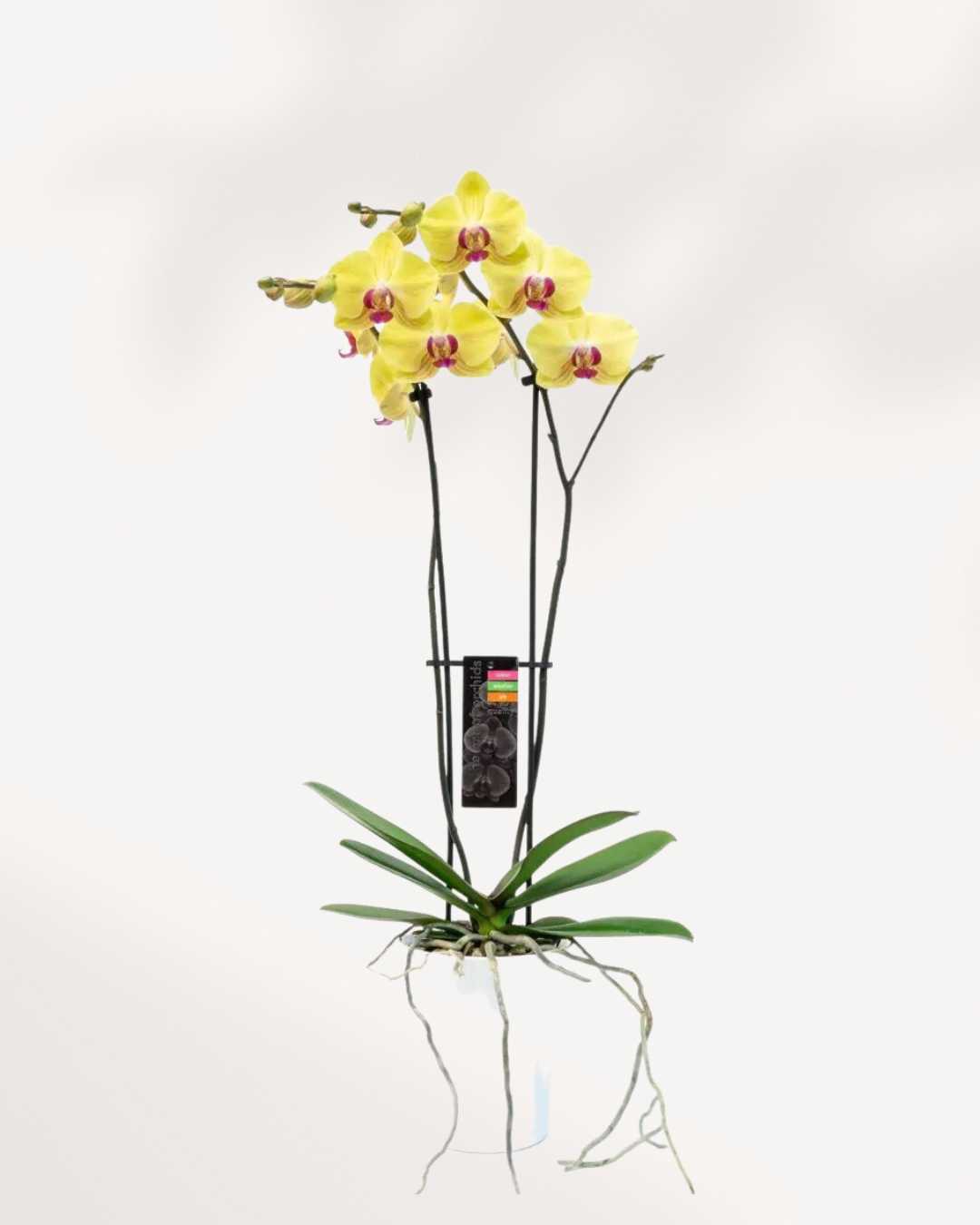 Magnifica Yellow Lime Light Orchid – Double Spike in Ceramic Pot