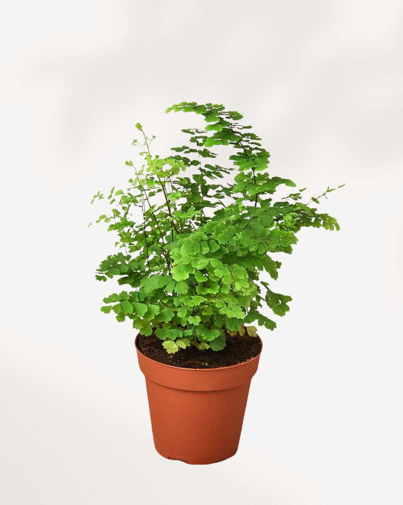 Maidenhair Fern 6" Pot - Small
