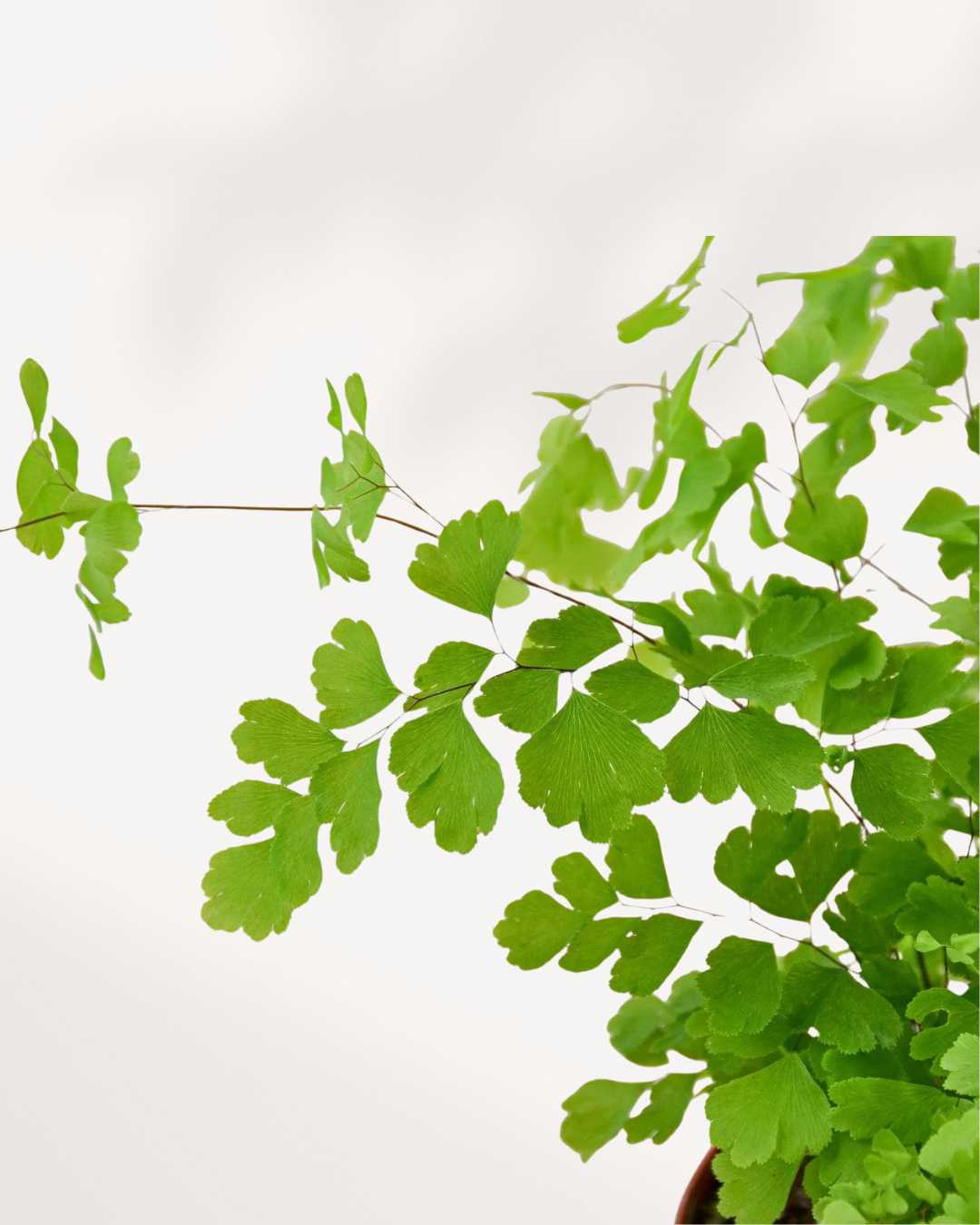 Maidenhair Fern | Buy Online