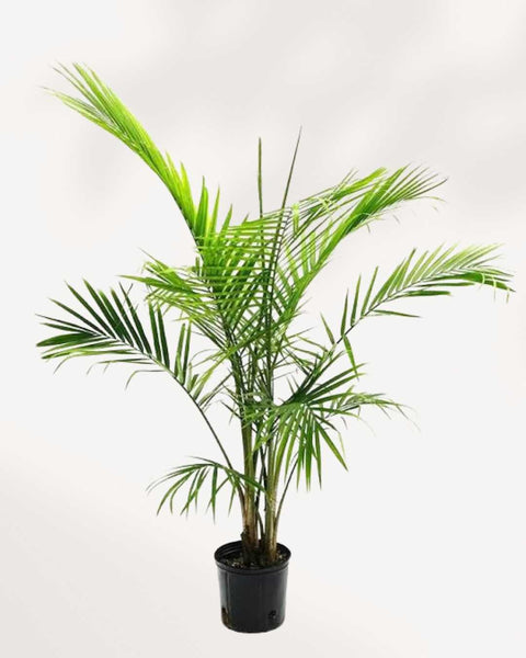 majesty palm toxic to cats Majesty Palm | Buy Online - Elegant Indoor Palm for Home & Office |  Mygreenscape