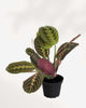 Maranta Red Prayer Plant | Buy Online