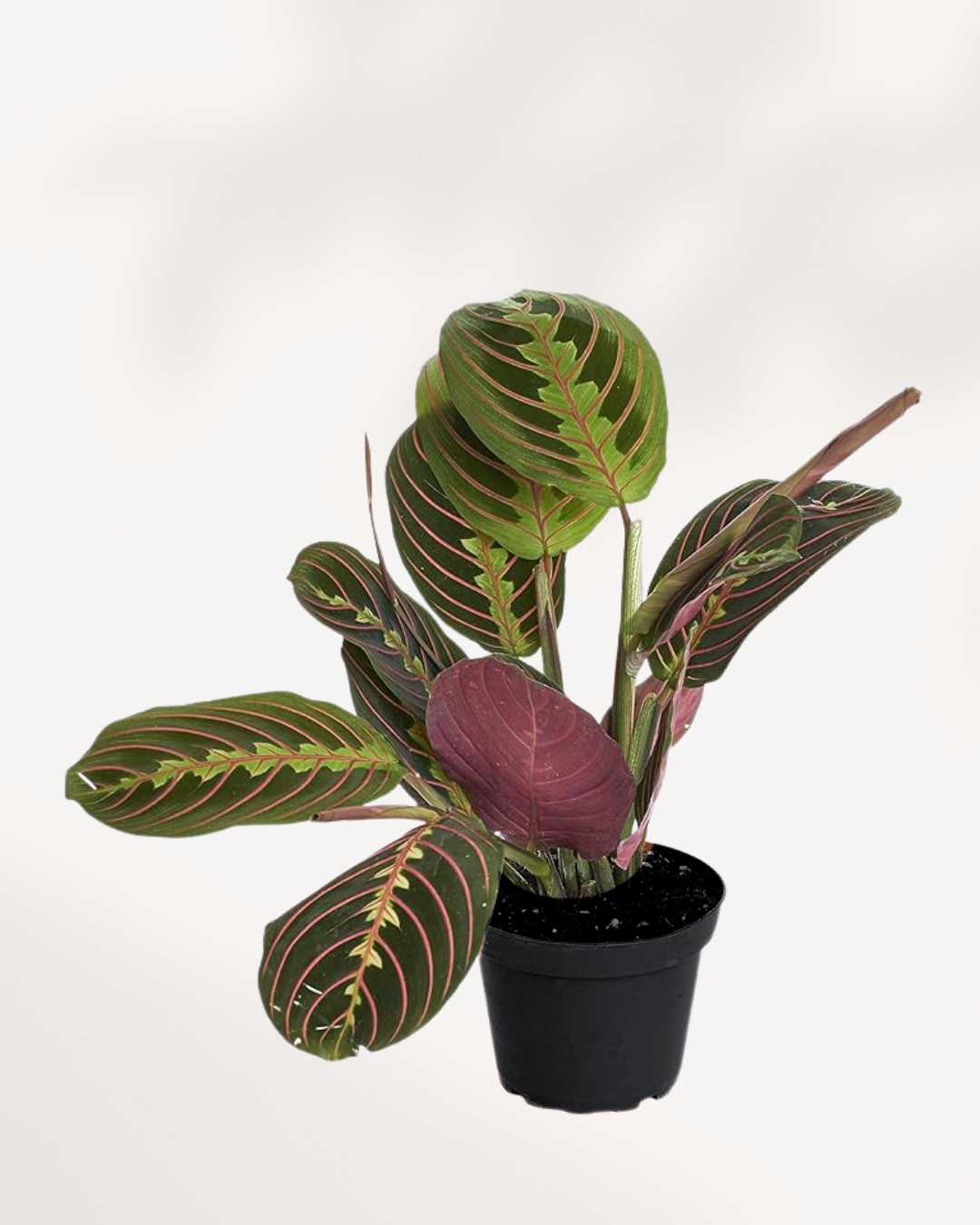 Maranta Red Prayer Plant | Buy Online
