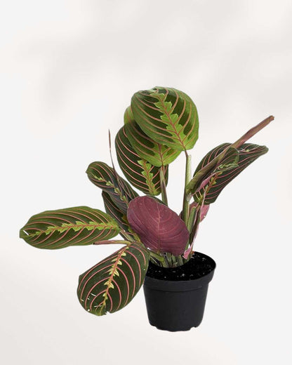 Maranta Red Prayer Plant | Buy Online
