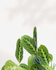 Maranta Lemon Lime