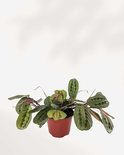 hanging red prayer plant Maranta Red Prayer Plant | Buy Online for Bold, Lush Color | Mygreenscape