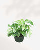 Marble Queen Pothos - Epipremnum Aureum Marble Queen 5" Pot - Medium