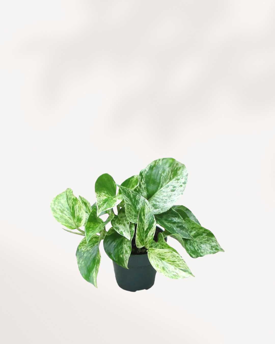 Marble Queen Pothos | Buy Online