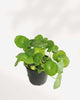 Marsh Pennywort 3.5" Pot - XSmall