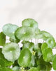 Marsh Pennywort