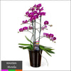 Maxima Orchid – Multi Spike in Ceramic Pot Pink - Morelia