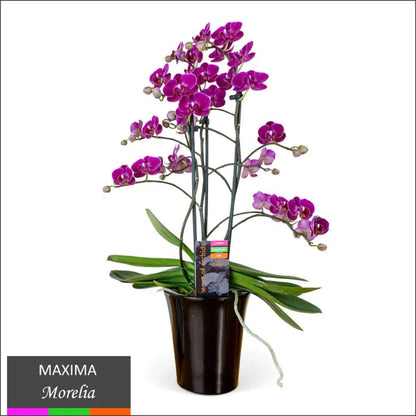 Maxima Orchid  Multi Spike in Ceramic Pot Cosmic Plants