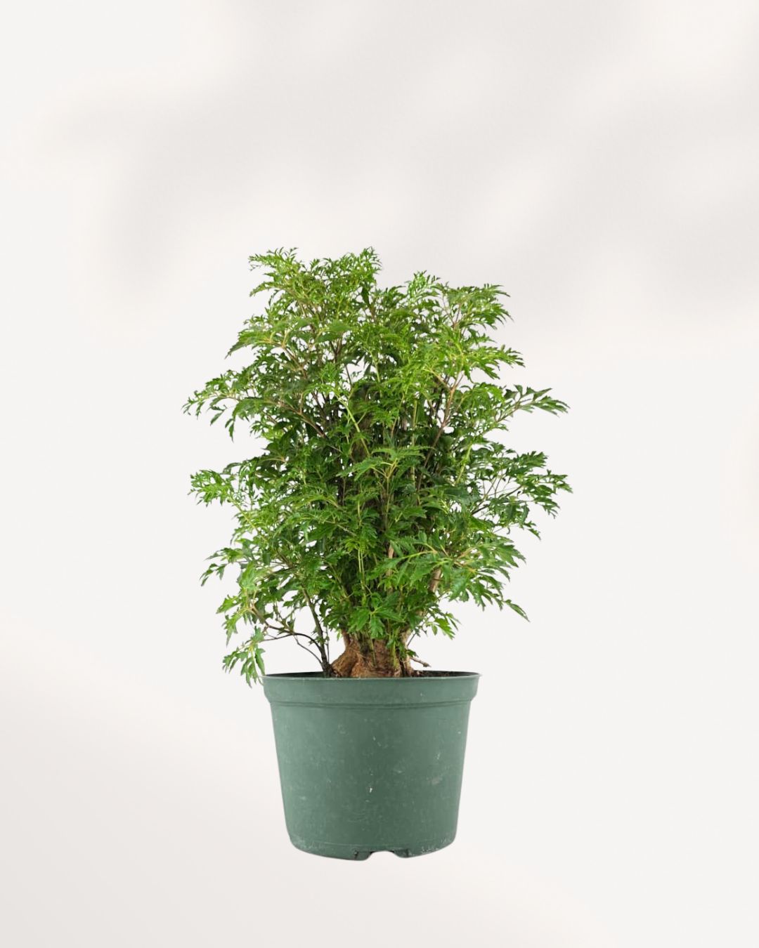 Ming Aralia 'Stump' plant, featuring a gnarled, textured trunk and airy, finely divided green leaves, in a simple nursery pot.