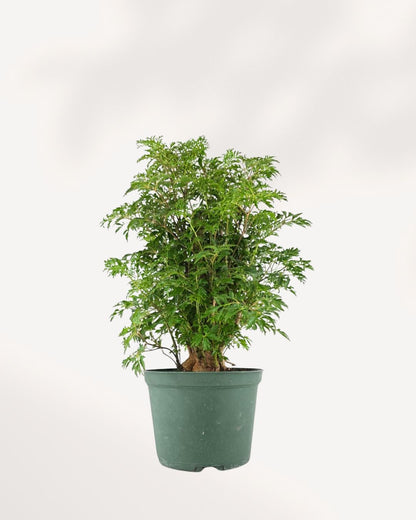Ming Aralia 'Stump' plant, featuring a gnarled, textured trunk and airy, finely divided green leaves, in a simple nursery pot.
