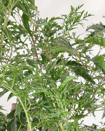Close-up of the delicate, fern-like, dark green leaves of the Ming Aralia 'Stump', showing their intricate division.