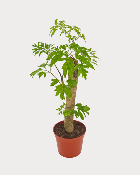 Ming Aralia Stump viewed from above at an angle, with a tall woody trunk and green leaves in a reddish-brown nursery pot.