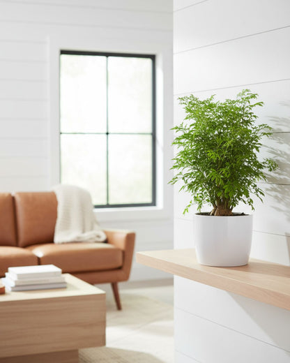 Ming Aralia 'Stump' plant in a decorative ceramic pot, serving as an elegant centerpiece on a modern living room table.
