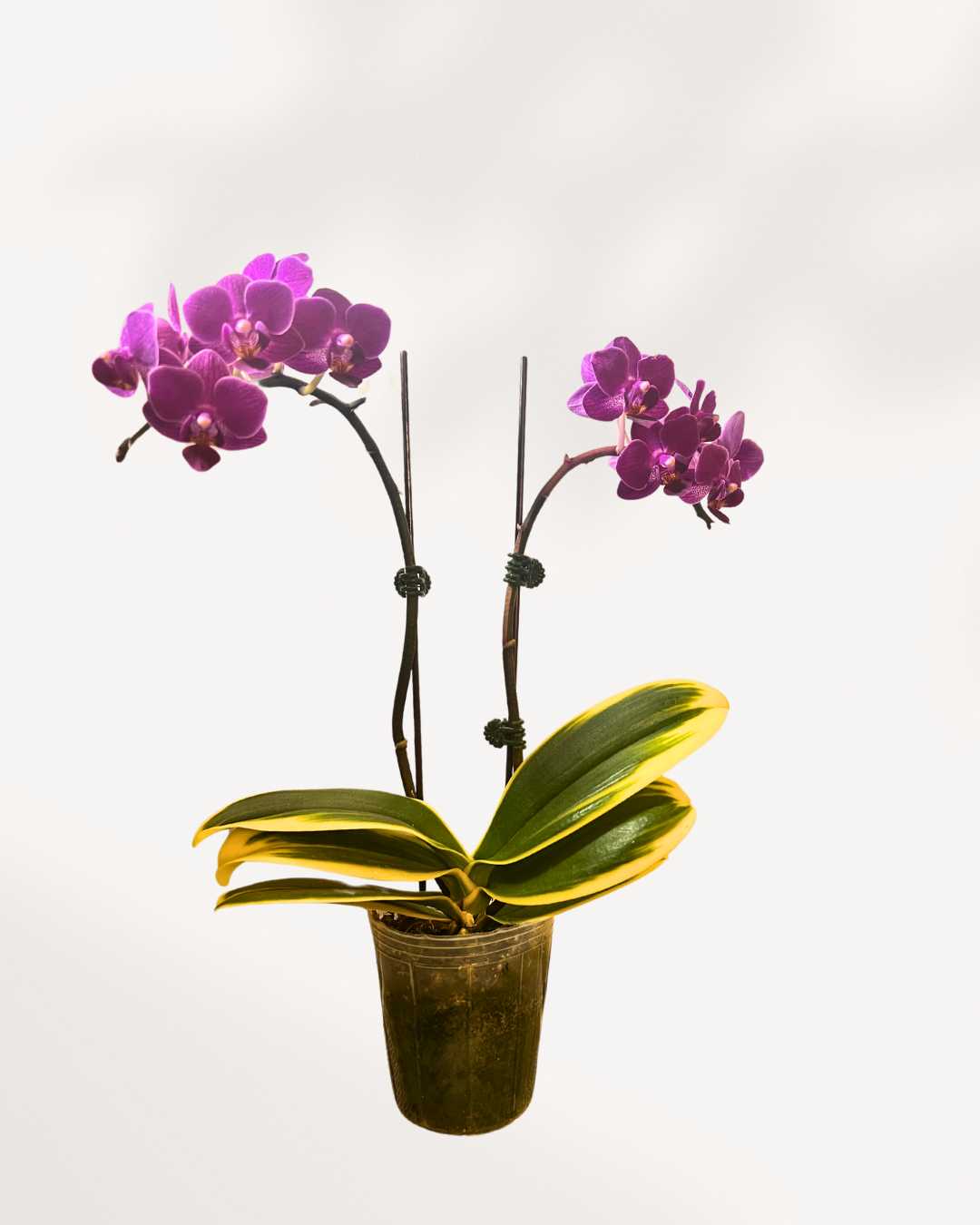 Mini Phalaenopsis Orchid | Buy Online