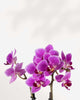 Mini Phalaenopsis Orchid