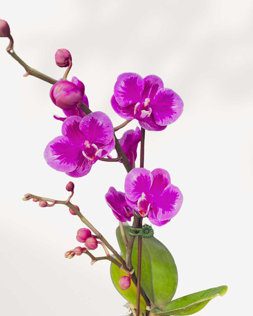 Mini Phalaenopsis Orchid 3.5" Pot - Yu Pin Lady