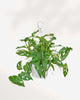 Monstera Adasonii - Swiss Cheese Plant Adansonii Hanging Basket | Buy Online