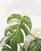 Close up of Monstera Albo leaf highlighting white and green variegation and natural leaf texture