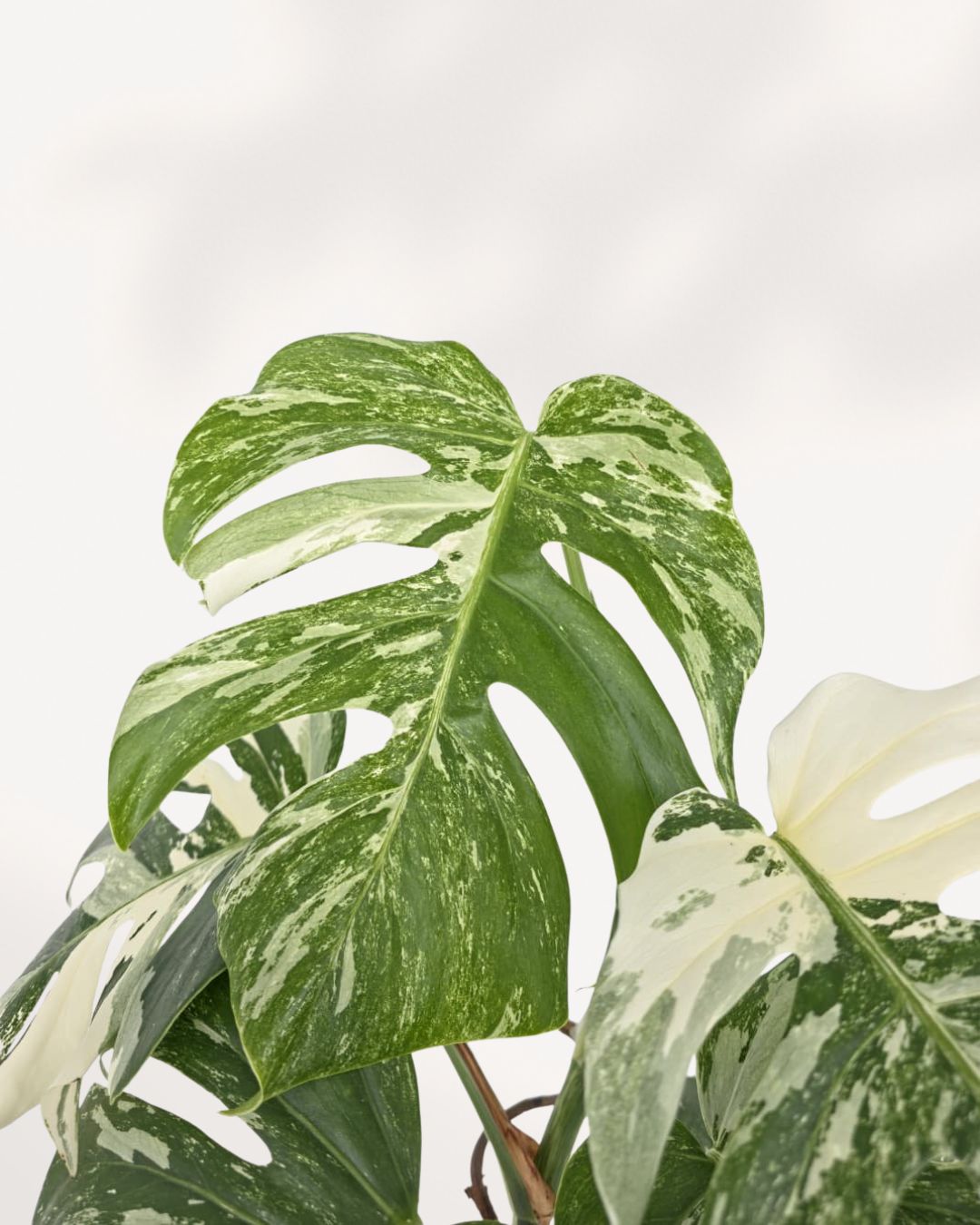 Close up of Monstera Albo leaf highlighting white and green variegation and natural leaf texture