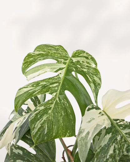 Close up of Monstera Albo leaf highlighting white and green variegation and natural leaf texture