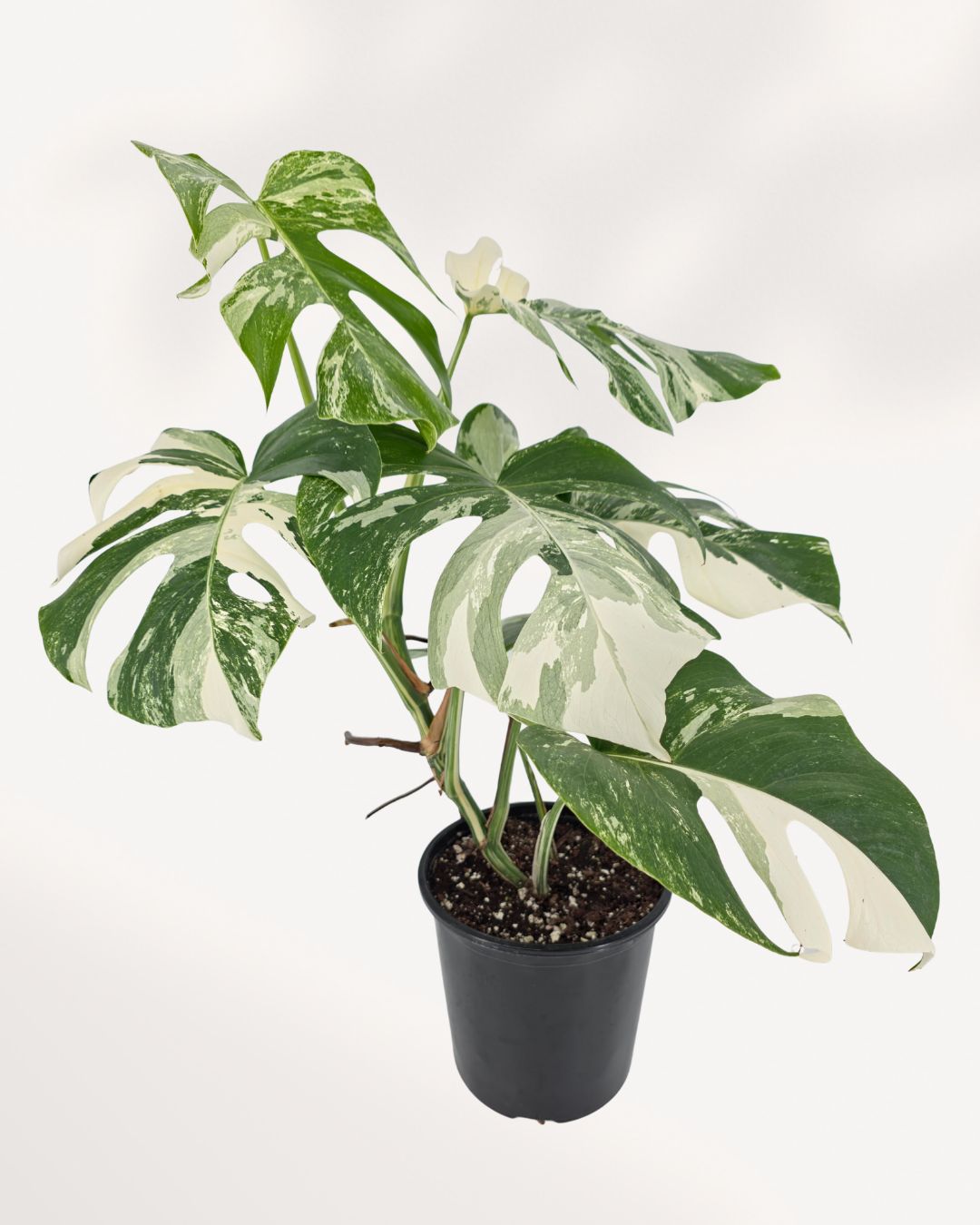 Top view of Monstera Albo displaying evenly spaced variegated leaves and mature fenestrations